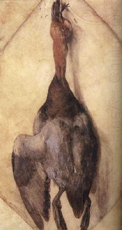 Albrecht Durer A Duck china oil painting image